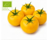 Ekologiczny pomidor 1kg ŻÓŁTY